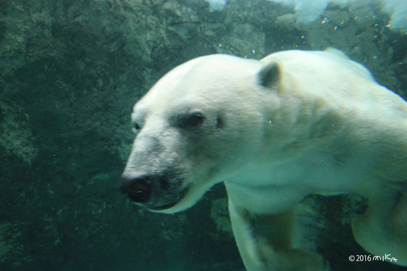 水中のホッキョクグマのかお② 旭山動物園