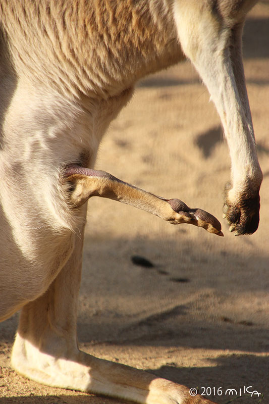 カンガルーの赤ちゃんの足