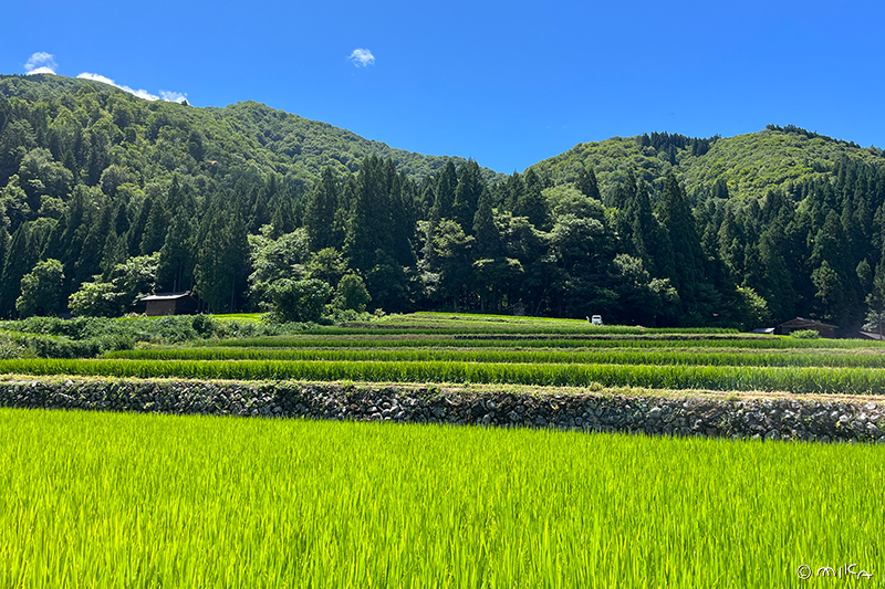 かん町の青田