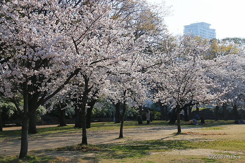 大阪城公園の桜の木々