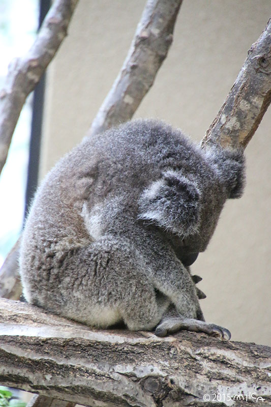 まるまって ねむっているコアラ②（神戸市立王子動物園）