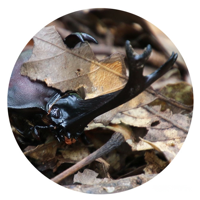 カブトムシ・クワガタ
