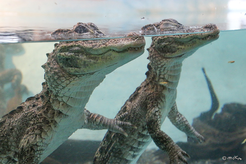 ヨウスコウワニ２匹②（神戸市立王子動物園）