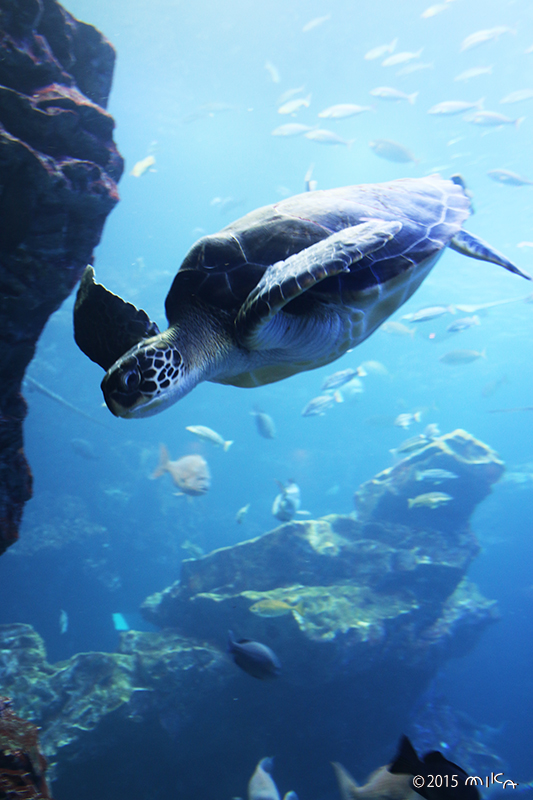 アオウミガメ②（京都水族館）