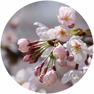 さくら（桜）