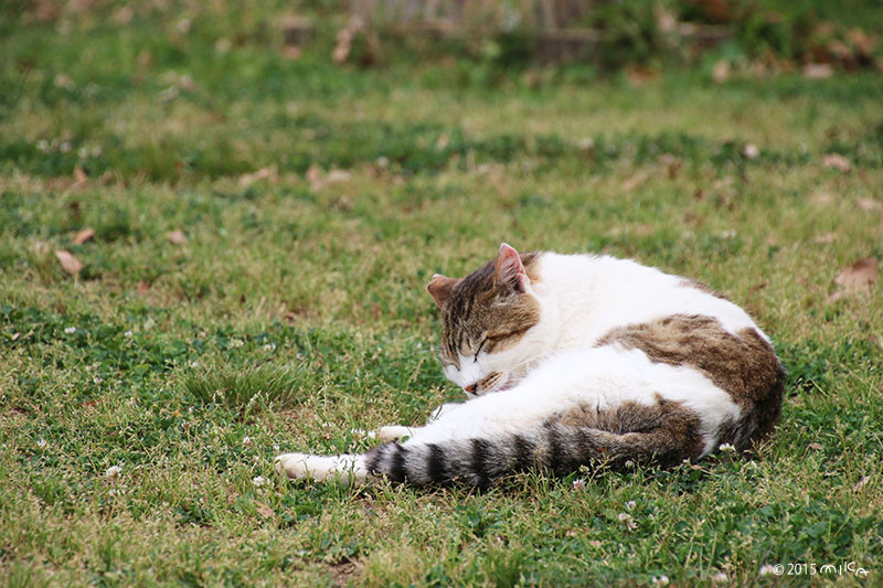 ねこ 寝ようかな