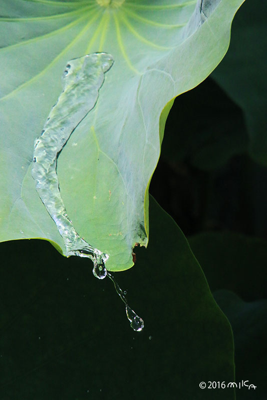 池に落ちる雨のしずく（ハスの葉）②