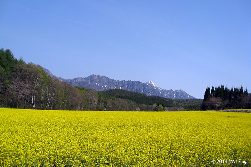 アルプスの菜の花（長野県）