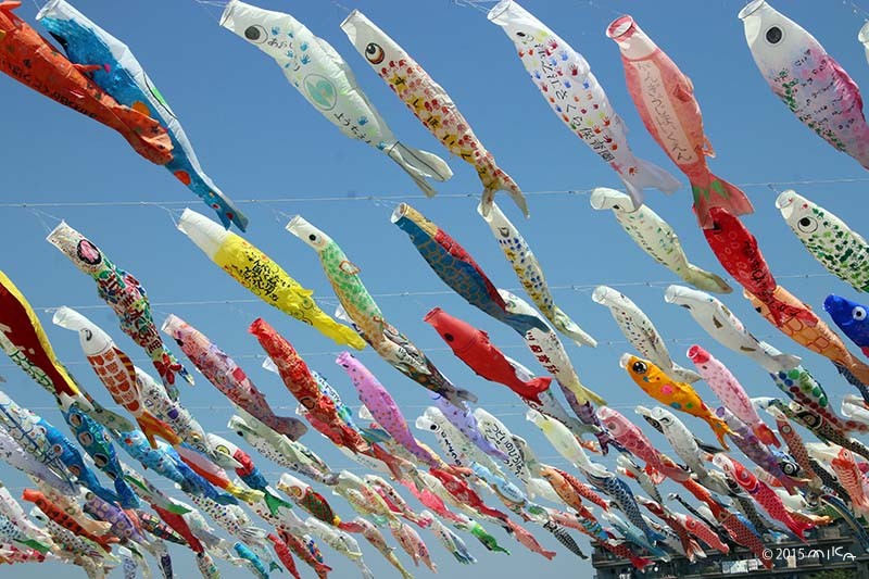 園児のこいのぼり 空高く泳ぐ（こいのぼりフェスタ1000／芥川桜塚公園／高槻市2015）