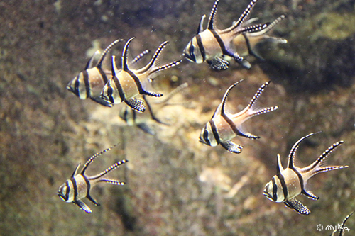 アマノガワテンジクダイの群れ（京都水族館）