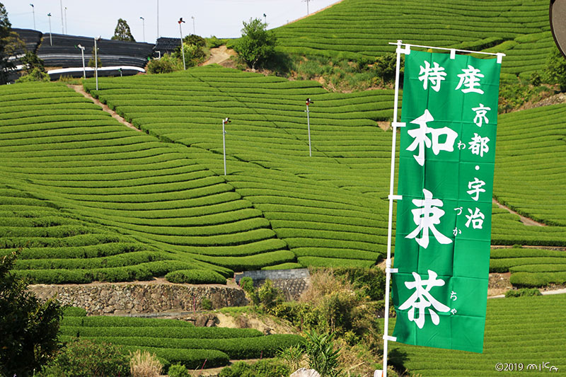 茶畑と和束町の旗