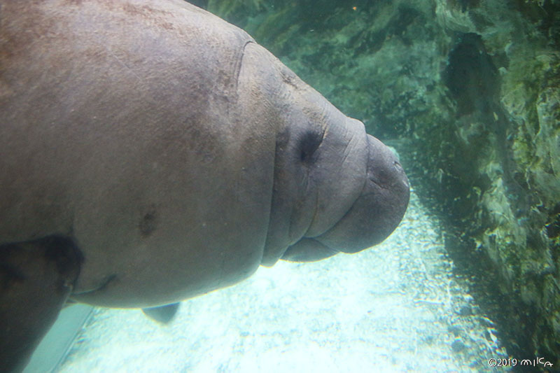 マナティー（Manatee）