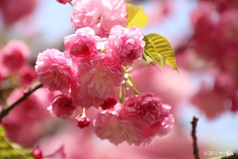 紅華（こうか）平成17年の「今年の花」／造幣局桜の通り抜け