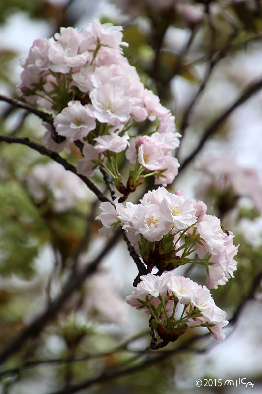 天の川（平成25年と４年の今年の花）