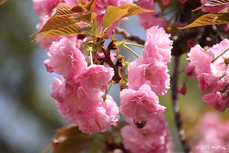 関山（かんざん）平成15年の「今年の花」／造幣局桜の通り抜け
