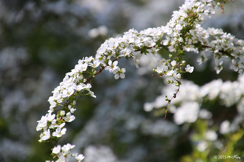 コブシの花さく早春 | 日々草 - 楽天ブログ