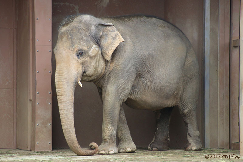東山動物園のアジアゾウ①（2017年）