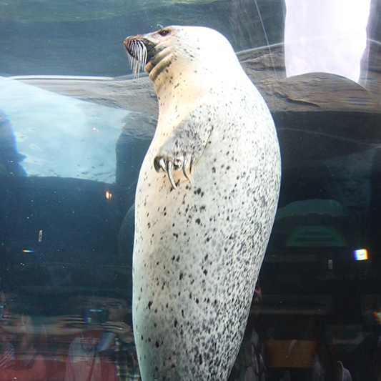 アザラシ