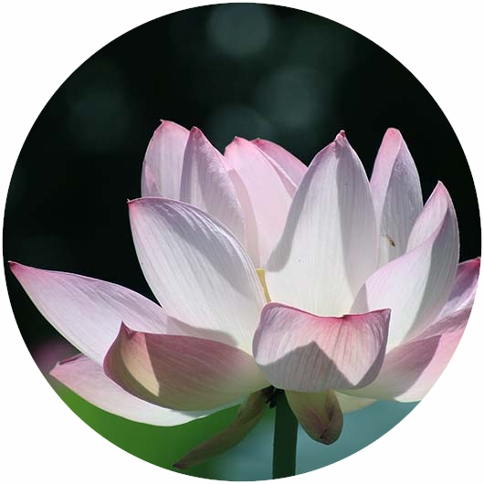 四季の花と実