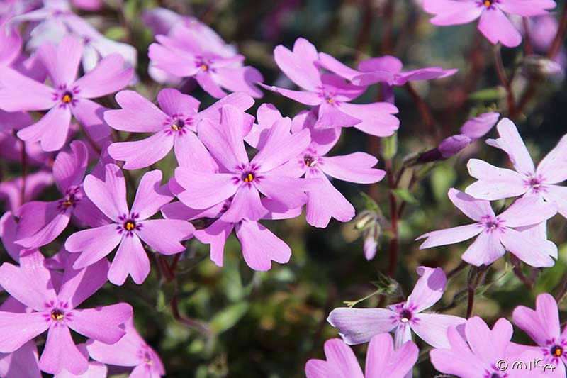 シバザクラの花