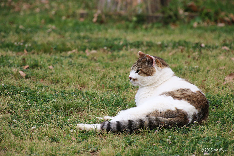 ねこ まっすぐなまなざし