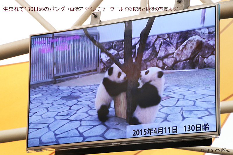 生後130日めのパンダの赤ちゃん（白浜アドベンチャーワールド）2015年