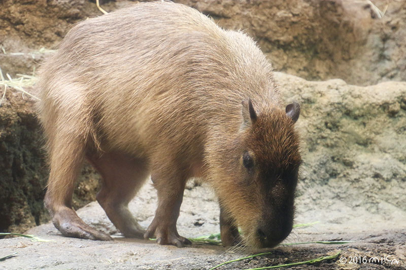 カピバラ