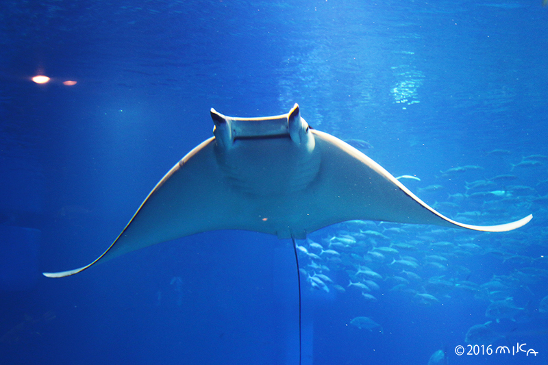 海の生き物の写真