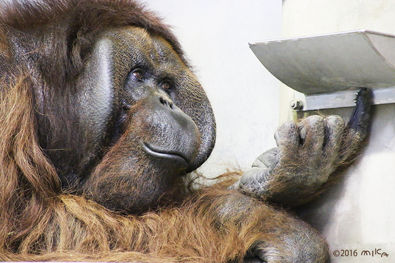 ボルネオオランウータンのオス「ジャック」②（旭山動物園）