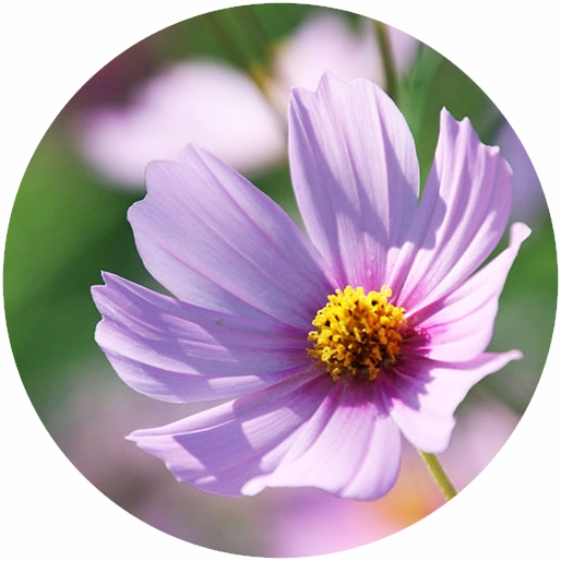 四季の花と実