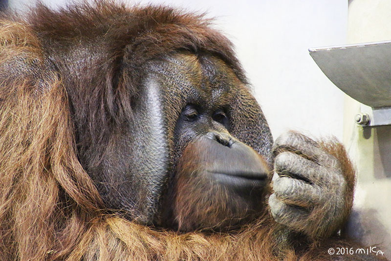 ボルネオオランウータンのオス「ジャック」①（旭山動物園）