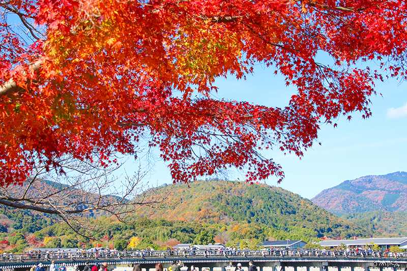 渡月橋