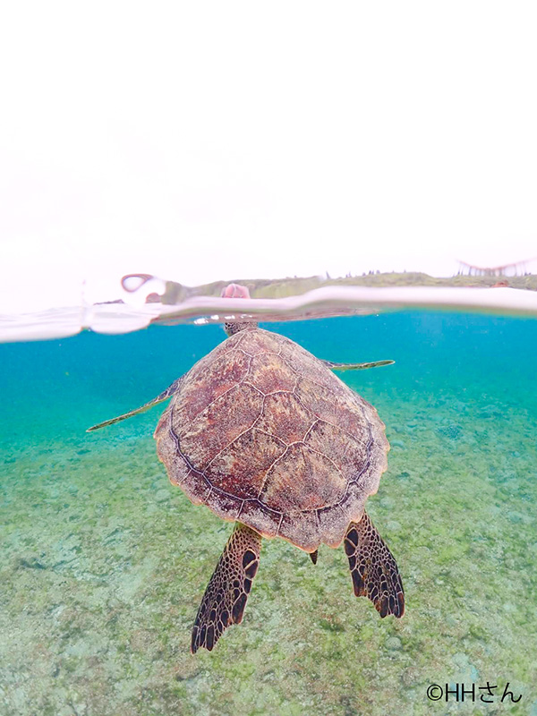 海の中から顔を出すウミガメ（宮古島）HHさん写真提供