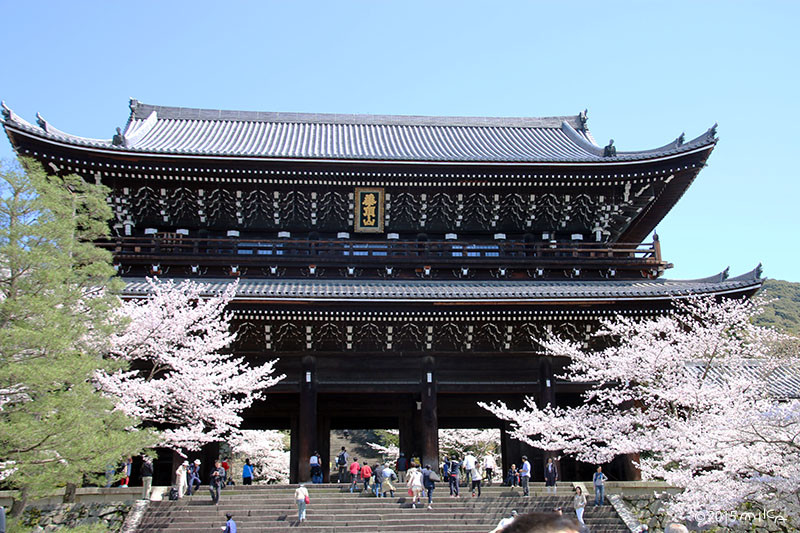 知恩院のお花見