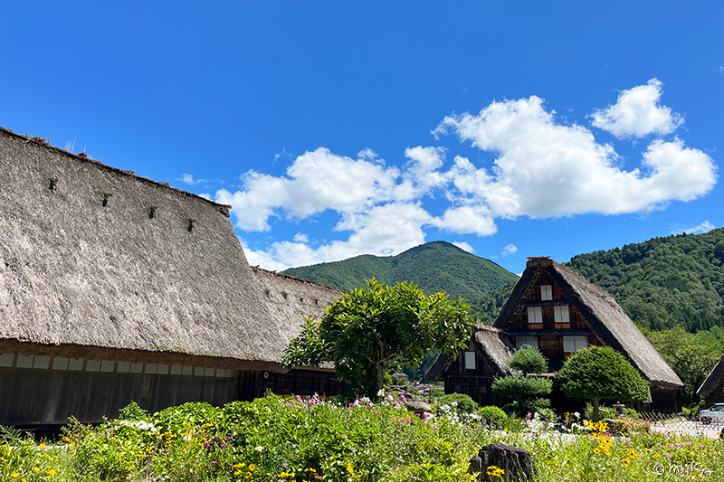 かん町の合掌造り集落より（コスモス等の花が咲く）