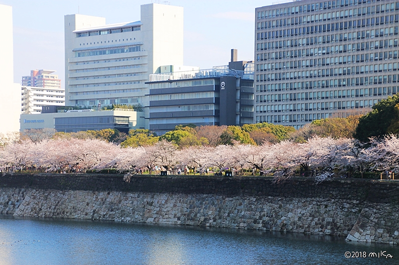 大阪城周辺の桜