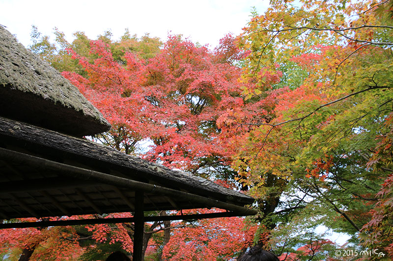 大河内山荘の紅葉