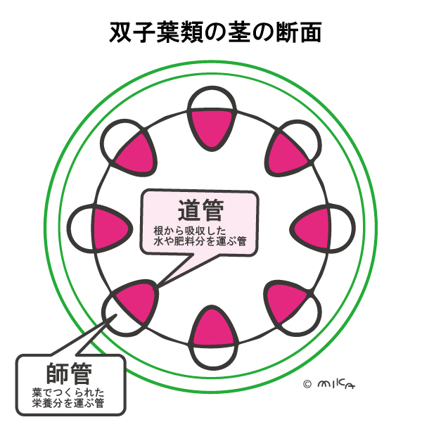 双子葉類の茎