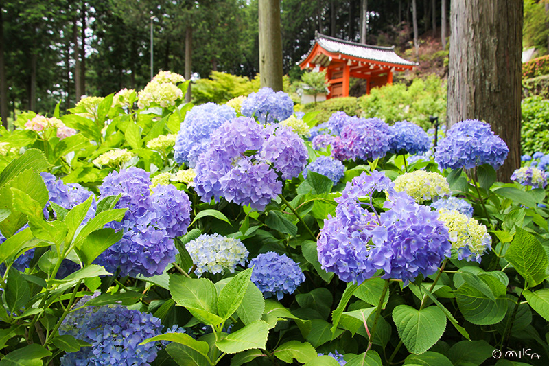 三室戸寺のアジサイ