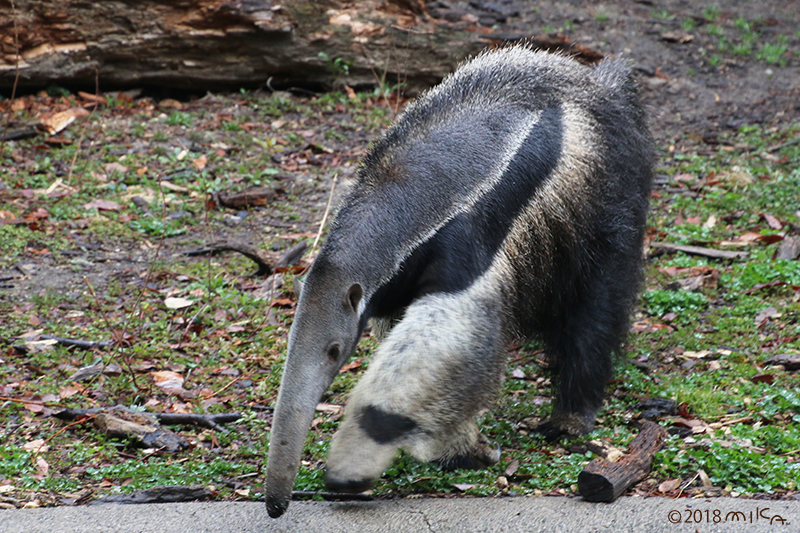 オオアリクイ（斜めから）東山動物園