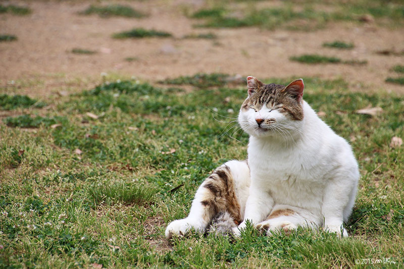 ねこ むくっと起きる