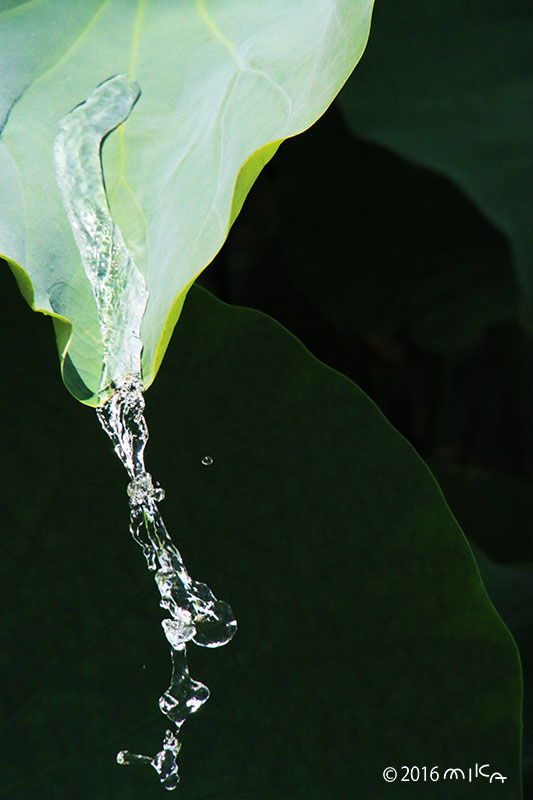 池に落ちる雨のしずく（ハスの葉）③