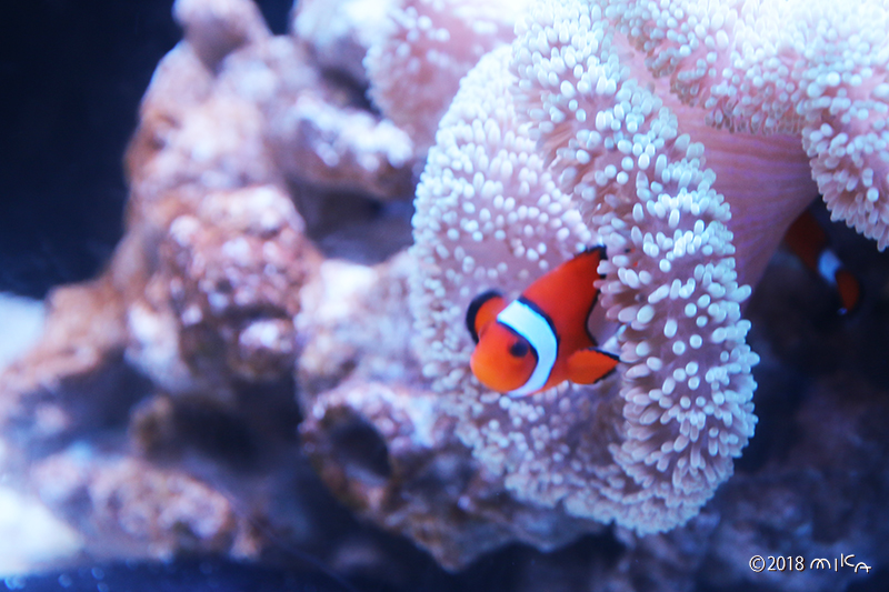 カクレクマノミとイソギンチャク（京都水族館）