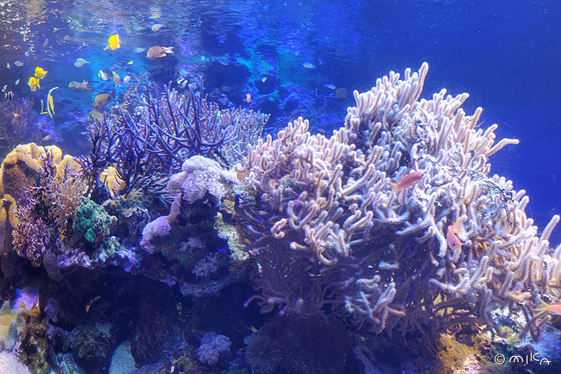 いろいろなサンゴ（鳥羽水族館）