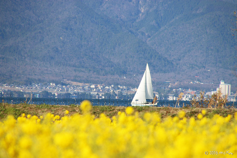 琵琶湖のヨットと菜の花畑（第一なぎさ公園（滋賀県）2015年1月中旬頃