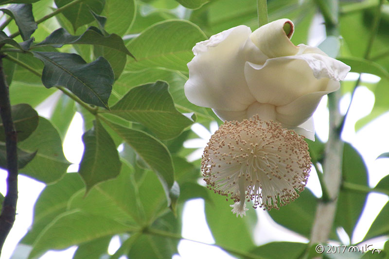 バオバブの花③