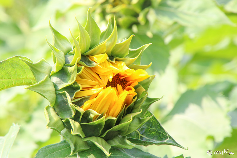 ヒマワリの花が咲くところ②