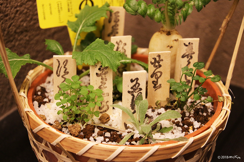 春の七草の寄せ植え