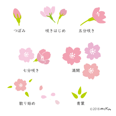 順番に咲く桜の花
