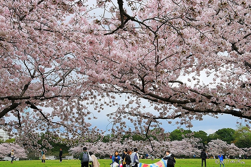 東の広場①（万博記念公園自然文化園）